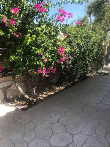 grupa różowych kwiatów w ogrodzie w obiekcie Πέτρινη κατοικία στην Αίγινα - Stone House in Aigina w mieście Khlóï