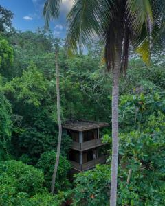 Taino Beach Lofts في El Valle: منزل شجرة في وسط الغابة