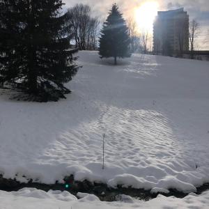 un campo innevato con un albero di Natale in lontananza di App 510 Panoramic Hohegeiß mit Fernblick a Braunlage