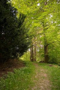 een pad in een bos met bomen en gras bij App 622 Panoramic Hohegeiß mit WLan Terrassenhaus in Braunlage