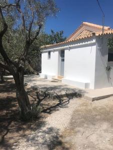 Khlóï的住宿－Πέτρινη κατοικία στην Αίγινα - Stone House in Aigina，前面有棵树的白色建筑