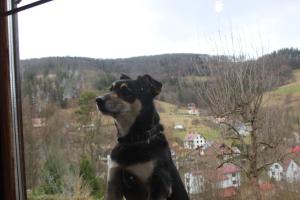 a dog is looking out of a window at PUSTELNIA WODZA in Wisła