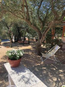 a chair sitting under a tree next to a potted plant at Krk Kornic Apartments in Kornić