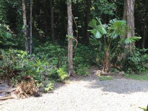 un camino en el bosque con árboles y plantas en Forest views en Diwan