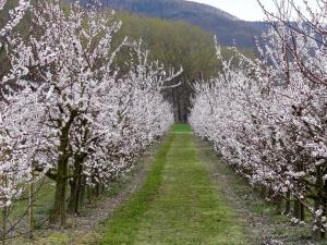 a row of trees with white flowers on them at Landhaus Wachau in Aggsbach