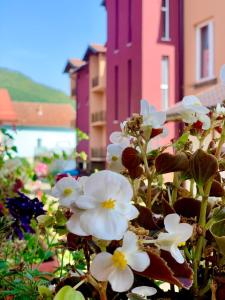 a group of white flowers with buildings in the background at Hotel Casablanca in Goražde