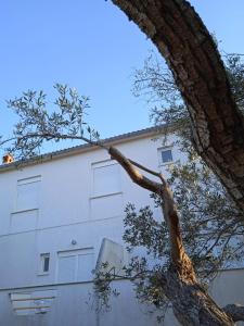 a tree leaning against a white building with a building at Apartments Irena in Božava