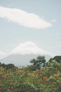 a cloud over a field of flowers and trees at La Bambouseraie in Balgue