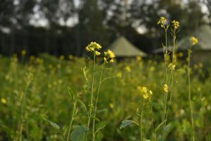 Aalia Jungle Retreat and Spa, Bandarjudh, Haridwar - Araiya Anthology外面的花园