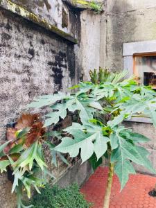 Zahrada ubytování Sinnan12 Homestay桃園市民宿059號