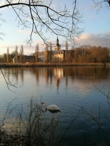 un cisne nadando en un lago frente a un edificio en Studio's Park - Heverlee, en Lovaina