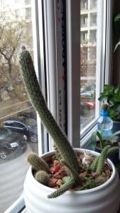 un cactus en una olla en un alféizar de la ventana en 2-ух комнатная квартира en Bakú