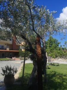 una estatua de un oso en un árbol en Makis Nest Family Apart-hotel Vourvourou en Vourvourou