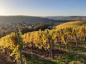 a vineyard in the fall with yellow leaves at Ferienwohnung Burgzauber in Wiltingen