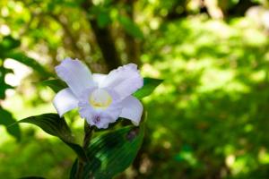 Zahrada ubytování Hotel Holístico Monteverde