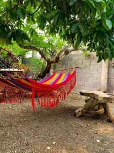 Gallery image of Galapagos Dove in Puerto Ayora