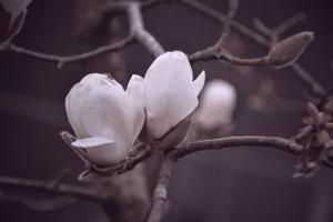 Afbeelding uit fotogalerij van Greenland Sa Pa Hotel by DLMH in Sa Pa +18 foto's