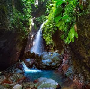a waterfall in the middle of a forest at Chez Liliane in Bouillante