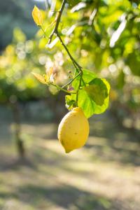 a yellow lemon hanging from a tree branch at Agriturismo Buranco in Monterosso al Mare