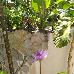 Φωτογραφία από το άλμπουμ του Casa Maria σε Mirissa