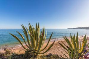 een plant op een zandstrand in de buurt van de oceaan bij Esquina do Mar in Armação de Pêra +7 foto's