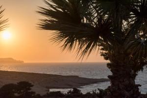 un palmier au coucher du soleil en face de l'océan dans l'établissement Galini, à Agia Irini Milos