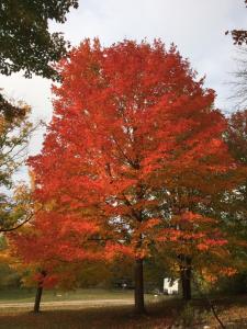 a red tree in a park in the fall at East Pond View Campsite in Clinton