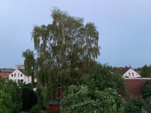 un gran sauce llorón en un barrio residencial en Pension Mitte en Oldenburg