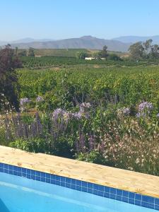 a view of a field of flowers next to a pool at Klaasvoogds Cottages in Robertson