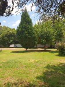 a tree in the middle of a grass field at Rose Guesthouse Klerksdorp in Klerksdorp