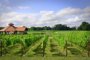a field of vines with a gazebo in the background at Folwark Pszczew in Pszczew