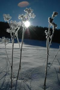 Gasthof Hirschenwirt durante l'inverno