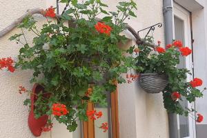 Giardino di Golden Lion