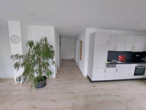a white kitchen with a potted plant in an empty room at Ferienwohnung Königsquelle in Bad Wildungen
