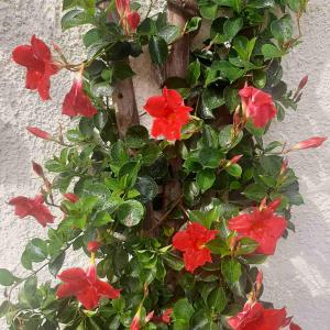 Giardino di Golden Lion