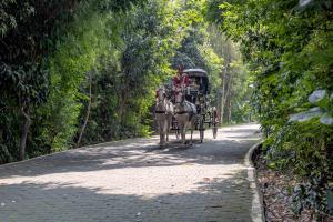 un carruaje tirado por caballos en una carretera con árboles en Aahana The Corbett Wilderness en Rāmnagar