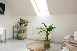 a room with a potted plant on the floor at Ruda Sowa in Nowa Ruda