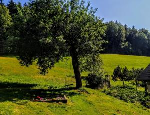 a tree in a field with a swing under it at Chalupa U Mohelky in Bílá