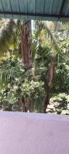 uma vista para um monte de palmeiras através de uma janela em Disa Residence em Galle