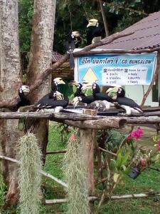 um grupo de pássaros sentados em cima de uma casa de pássaros em Eco Bungalow em Ko Phayam