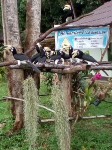 een groep vogels die bovenop een tak zitten bij Eco Bungalow in Ko Phayam