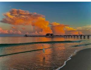 a bird standing on the beach next to a pier at Naples Dream at WTC with Heated Pool SPA Sauna 7 bicycles and 3 mls to beach in Naples