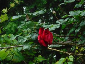 a red rose growing on a tree at heritage room in Brownsville