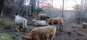 Animales en el apartamento o alrededores