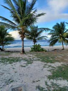 two palm trees on a beach with the ocean at MAISON DE VACANCES KAZ A LOLO in Port-Louis