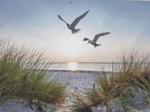 two birds flying over a beach with the ocean at Beachhouse Engelbert Studios in Zandvoort +61 photos