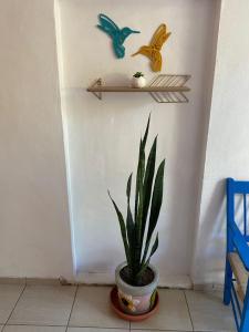 una planta en una olla junto a una pared con pájaros en Hotel Casa Ceci Inn en San José del Cabo