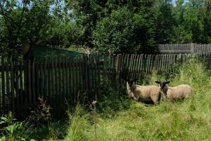 Animais na casa de hóspedes ou nos arredores