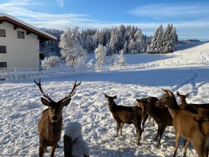 Berghof Haselsberger during the winter