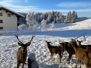 un branco di cervi in piedi nella neve di Berghof Haselsberger a Sankt Johann in Tirol